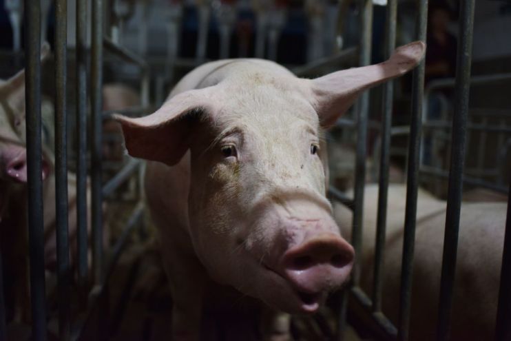 Swine flu helps push Chinese inflation to eight-year high