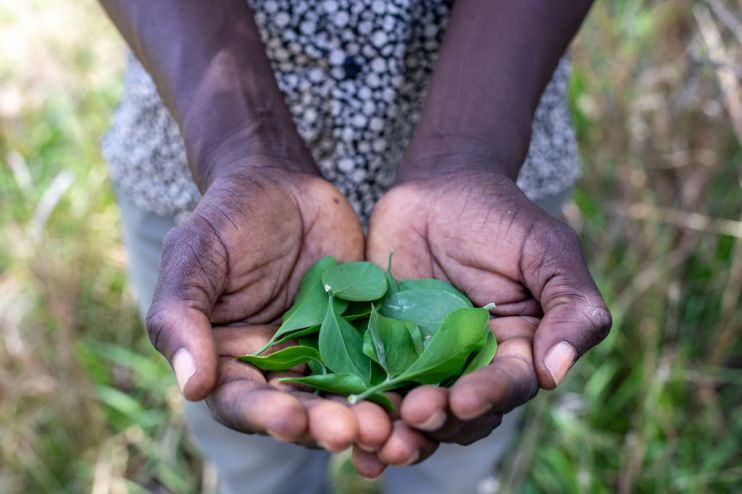 Uganda production