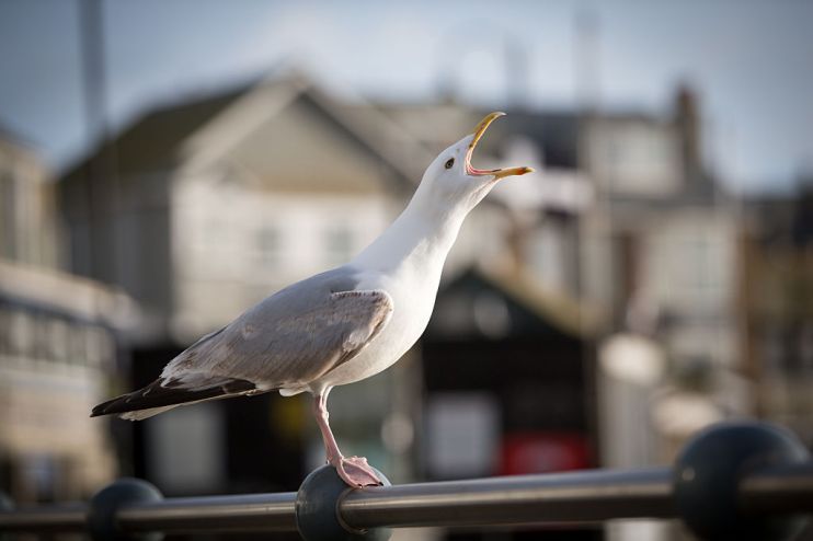 Cornish Town Holds Second Home Referendum