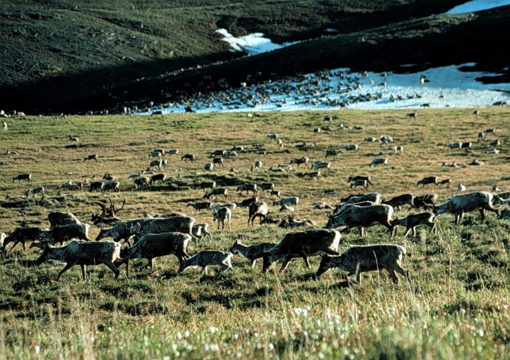 Oil drilling will be allowed in Artcic Refuge