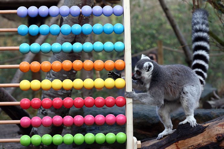 Annual Animal Stocktake At London Zoo