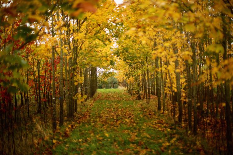 Autumn Colours Delayed by Mild Weather