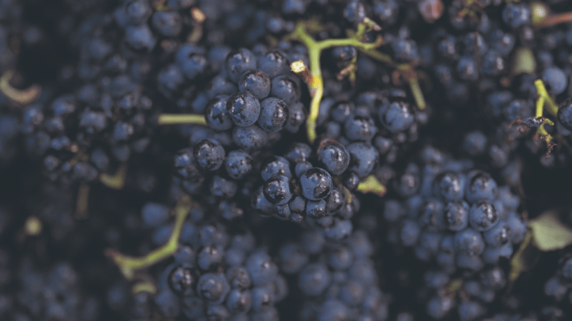 Libby's Naked Wines diary this week looks at the best bottles for Earth Day
