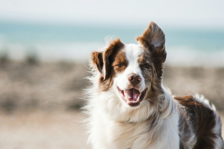 The UK's competition watchdog is currently directing a probe into the sector. Photo by&nbsp;Pauline Loroy&nbsp;on&nbsp;Unsplash