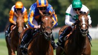 Jockeys in colorful silks riding thoroughbred horses during a close-up horse race on a sunny day