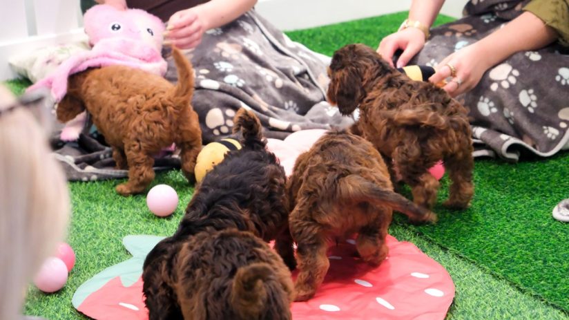 Four brown puppies playing on a green mat with pink toys and a paw-print blanket.